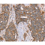Immunohistochemistry - FUCA1 Antibody from Signalway Antibody (36490) - Antibodies.com