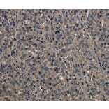 Immunohistochemistry - GSTO1 Antibody from Signalway Antibody (36514) - Antibodies.com