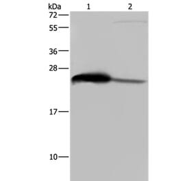 GSTA3 Antibody from Signalway Antibody (36515) - Antibodies.com