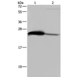GSTA3 Antibody from Signalway Antibody (36515) - Antibodies.com
