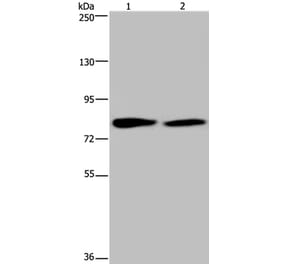 TXLNA Antibody from Signalway Antibody (36551) - Antibodies.com