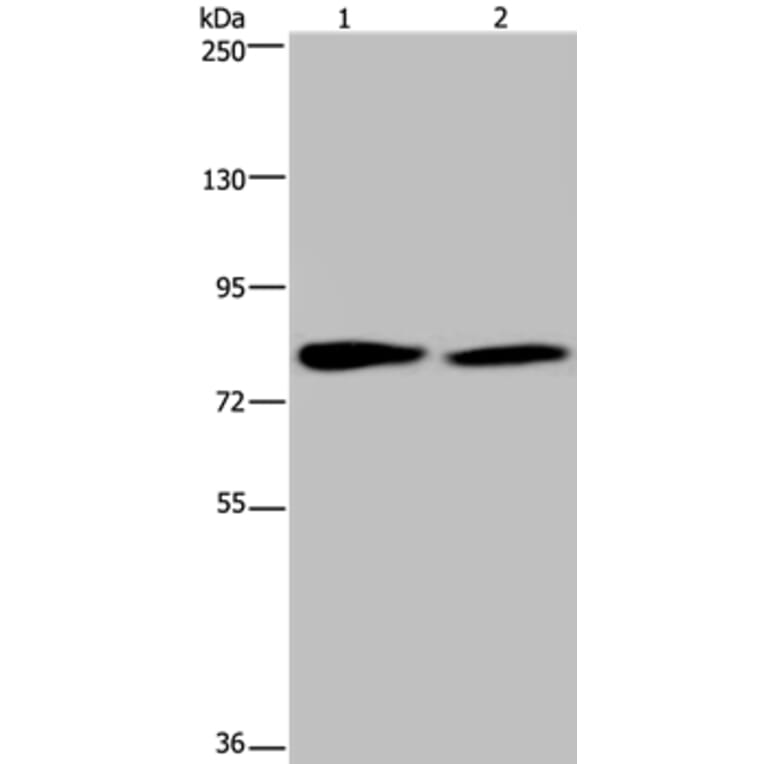 TXLNA Antibody from Signalway Antibody (36551) - Antibodies.com
