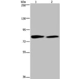 TXLNA Antibody from Signalway Antibody (36551) - Antibodies.com