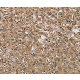 Immunohistochemistry - TXLNA Antibody from Signalway Antibody (36551) - Antibodies.com