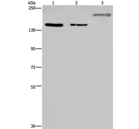 KDM3B Antibody from Signalway Antibody (36562) - Antibodies.com