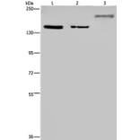 KDM3B Antibody from Signalway Antibody (36562) - Antibodies.com