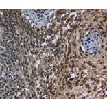 Immunohistochemistry - KDM3B Antibody from Signalway Antibody (36562) - Antibodies.com