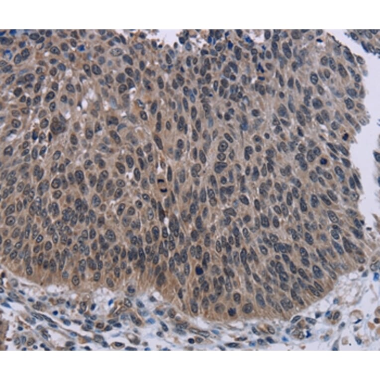 Immunohistochemistry - KDM4D Antibody from Signalway Antibody (36563) - Antibodies.com