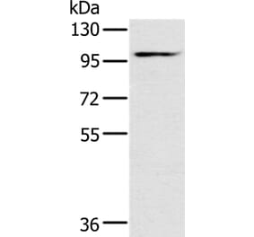 KCNQ5 Antibody from Signalway Antibody (36568) - Antibodies.com
