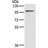 KCNQ5 Antibody from Signalway Antibody (36568) - Antibodies.com
