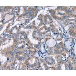 Immunohistochemistry - KCNQ5 Antibody from Signalway Antibody (36568) - Antibodies.com