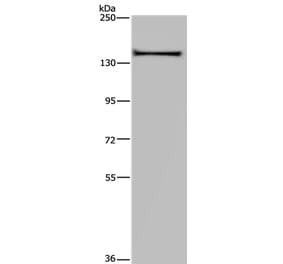 KIF1C Antibody from Signalway Antibody (36569) - Antibodies.com