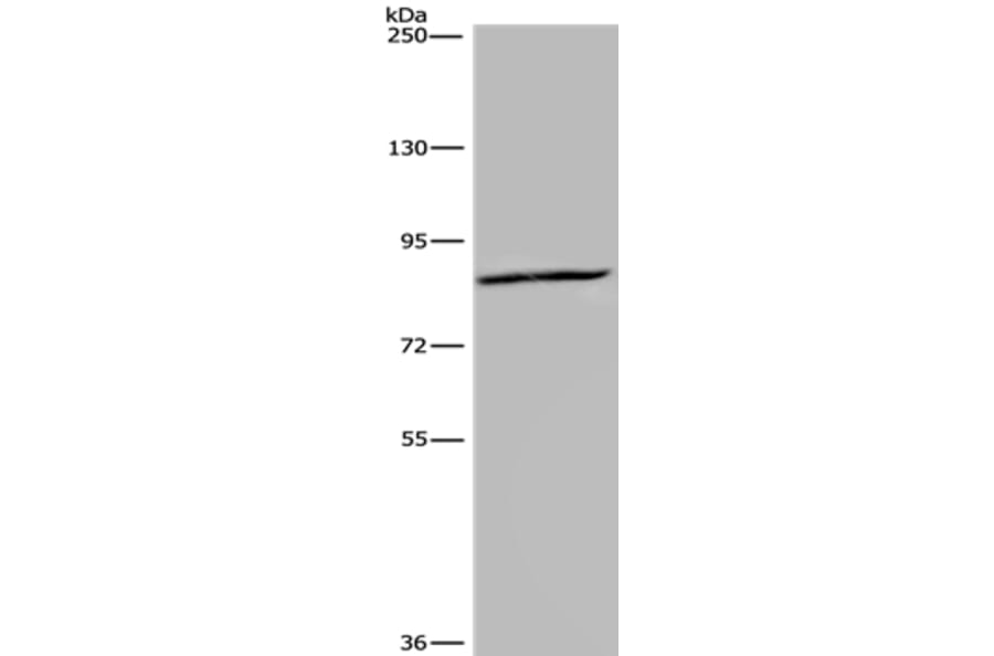 KIF2A Antibody from Signalway Antibody (36570) - Antibodies.com