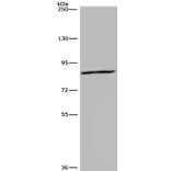 KIF2A Antibody from Signalway Antibody (36570) - Antibodies.com