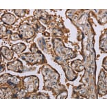 Immunohistochemistry - KIF2A Antibody from Signalway Antibody (36570) - Antibodies.com
