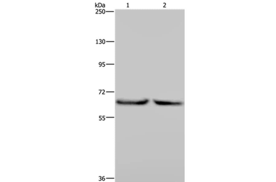 KLHL2 Antibody from Signalway Antibody (36573) - Antibodies.com
