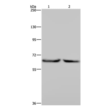 KLHL2 Antibody from Signalway Antibody (36573) - Antibodies.com