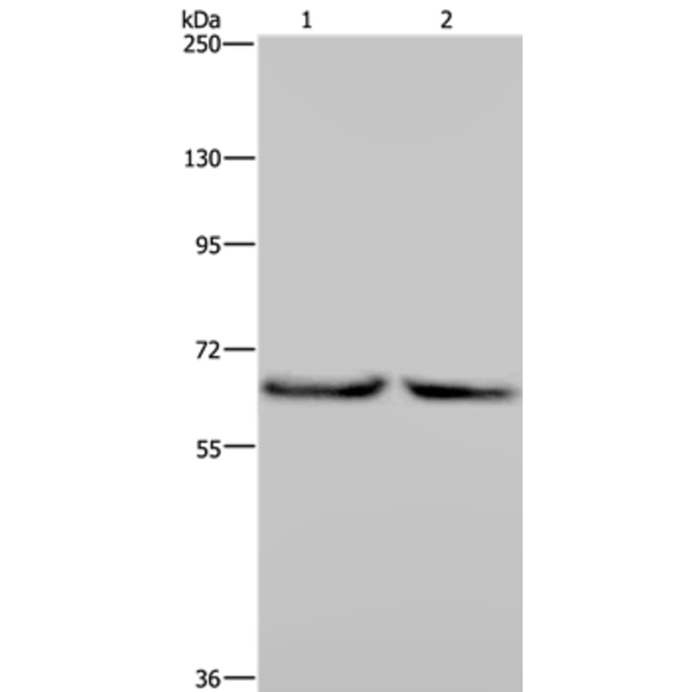 KLHL2 Antibody from Signalway Antibody (36573) - Antibodies.com