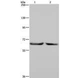 KLHL2 Antibody from Signalway Antibody (36573) - Antibodies.com