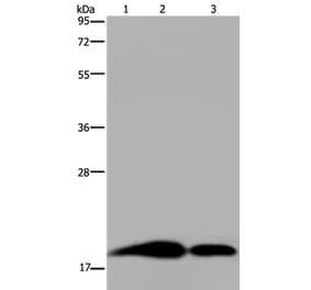 REG3G Antibody from Signalway Antibody (36614) - Antibodies.com