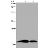REG3G Antibody from Signalway Antibody (36614) - Antibodies.com