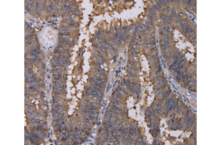Immunohistochemistry - REG3G Antibody from Signalway Antibody (36614) - Antibodies.com