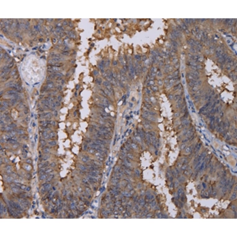 Immunohistochemistry - REG3G Antibody from Signalway Antibody (36614) - Antibodies.com
