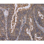 Immunohistochemistry - REG3G Antibody from Signalway Antibody (36614) - Antibodies.com