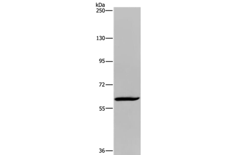 MIER2 Antibody from Signalway Antibody (36617) - Antibodies.com