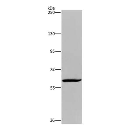 MIER2 Antibody from Signalway Antibody (36617) - Antibodies.com