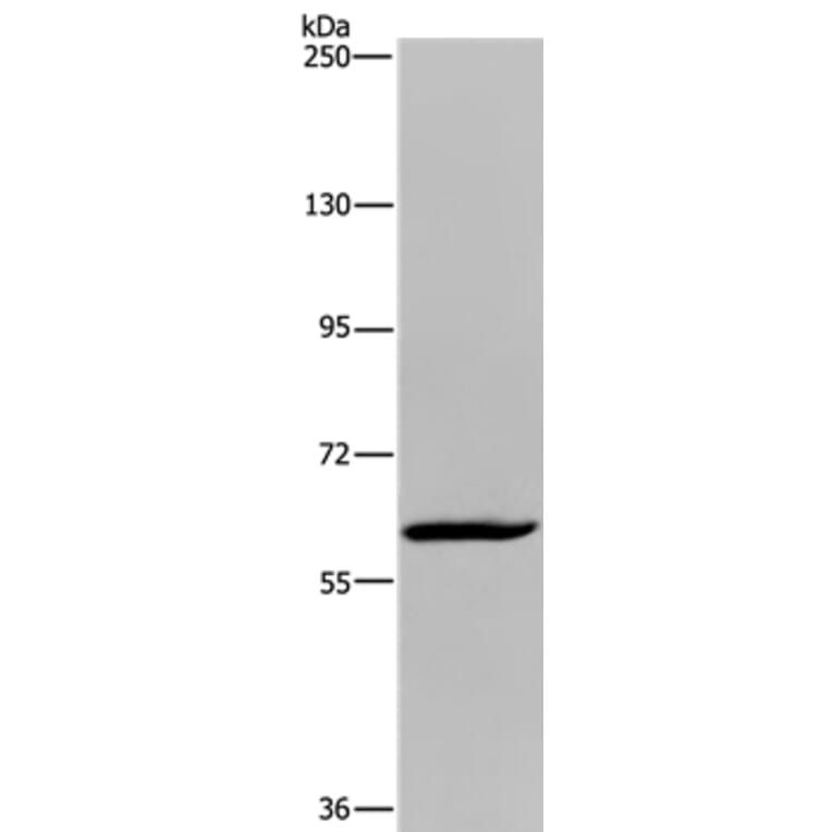 MIER2 Antibody from Signalway Antibody (36617) - Antibodies.com