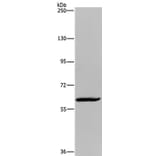 MIER2 Antibody from Signalway Antibody (36617) - Antibodies.com