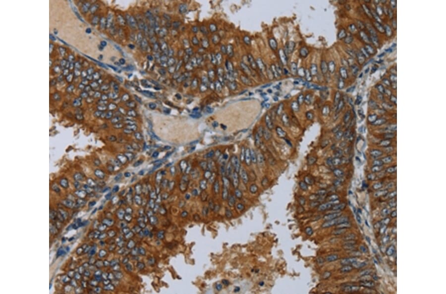 Immunohistochemistry - MIER2 Antibody from Signalway Antibody (36617) - Antibodies.com