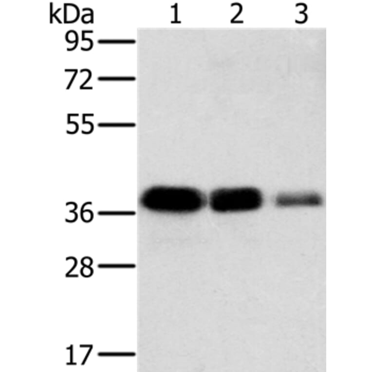 MTFR1 Antibody from Signalway Antibody (36624) - Antibodies.com