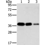 MTFR1 Antibody from Signalway Antibody (36624) - Antibodies.com