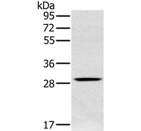 CLIC1 Antibody from Signalway Antibody (36633) - Antibodies.com