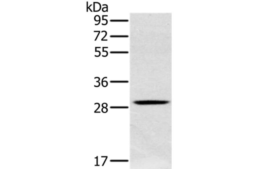 CLIC1 Antibody from Signalway Antibody (36633) - Antibodies.com