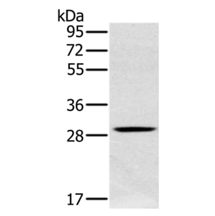 CLIC1 Antibody from Signalway Antibody (36633) - Antibodies.com