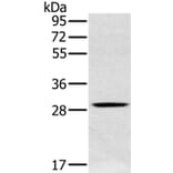 CLIC1 Antibody from Signalway Antibody (36633) - Antibodies.com