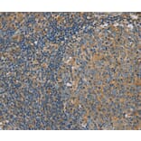 Immunohistochemistry - CLIC1 Antibody from Signalway Antibody (36633) - Antibodies.com