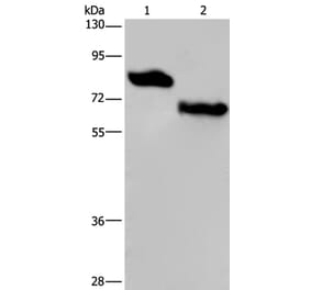 PVRL3 Antibody from Signalway Antibody (36648) - Antibodies.com