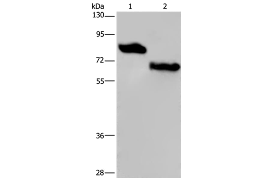 PVRL3 Antibody from Signalway Antibody (36648) - Antibodies.com