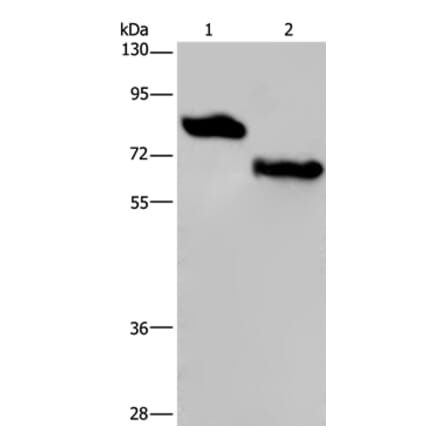 PVRL3 Antibody from Signalway Antibody (36648) - Antibodies.com