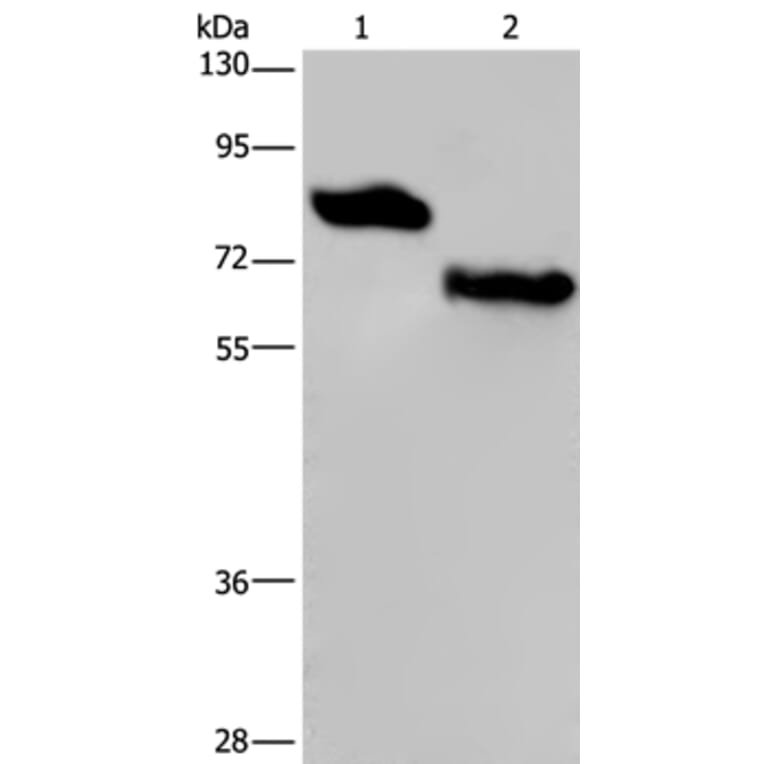 PVRL3 Antibody from Signalway Antibody (36648) - Antibodies.com