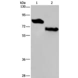 PVRL3 Antibody from Signalway Antibody (36648) - Antibodies.com