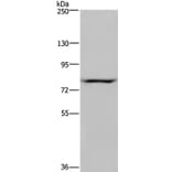 NOC2L Antibody from Signalway Antibody (36655) - Antibodies.com