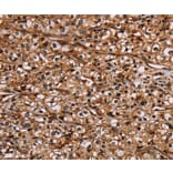 Immunohistochemistry - NOC2L Antibody from Signalway Antibody (36655) - Antibodies.com