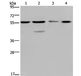 NUP50 Antibody from Signalway Antibody (36664) - Antibodies.com
