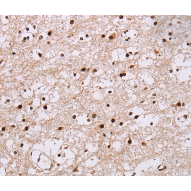 Immunohistochemistry - NUP50 Antibody from Signalway Antibody (36664) - Antibodies.com