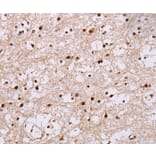 Immunohistochemistry - NUP50 Antibody from Signalway Antibody (36664) - Antibodies.com